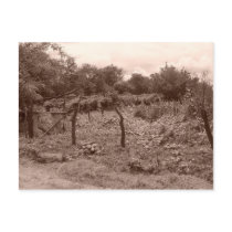 Abandoned vineyard 2 postcards by Nushka Abandoned vineyard 2 postcards