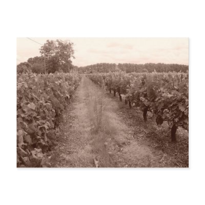 Abandoned vineyard postcard by Nushka
