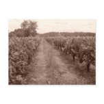 Abandoned vineyard postcard