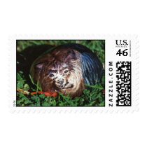 "Abby" dog rock stamp