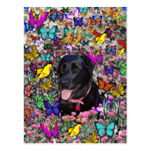 Abby in Butterflies - Black Lab Dog Post Cards