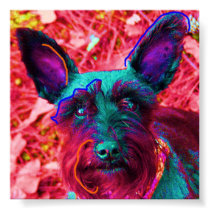 Abby the Schnauzer posters