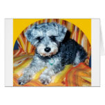 Abby the Schnoodle cards