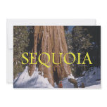 ABH Sequoia Custom Announcements