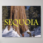 ABH Sequoia Posters