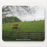 Abingdon Virginia Horse Farm