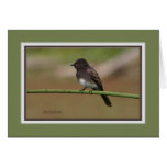 Ablackphoebe0080 Card