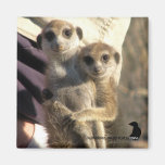 Abrazo de Meerkat un amigo - imán