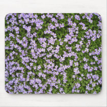Abretia / Aubrieta mousepads
