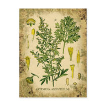 Absinthe Botanical Collage Post Cards