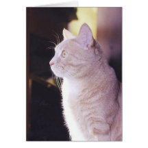 Absolute Attention Card