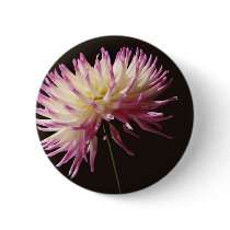 absolute beauty pins