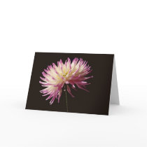 absolute beauty card