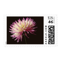 absolute beauty postage stamps