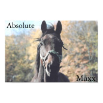 Absolute Maxx Print by SecondChanceRanch Absolute Maxx Print