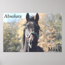 Absolute Maxx Print