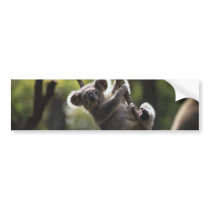 Absolutely Adorable Koala Bear Bumper Sticker