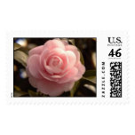 "Absolutely Flawless Pink Camellia" postage