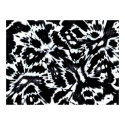 Abstract Art Poster Wild About Black White posters