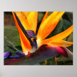 Abstract Bird of Paradise Posters
