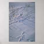 Abstract Bird tracks and feather imprint in the sn