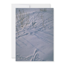 Abstract Bird tracks and feather imprint in the sn Announcement