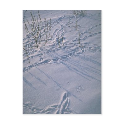 Abstract Bird tracks and feather imprint in the sn Postcards by inspirelove