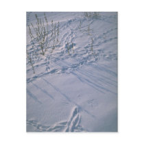 Abstract Bird tracks and feather imprint in the sn Postcards