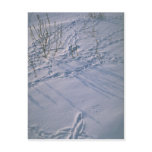 Abstract Bird tracks and feather imprint in the sn postcards
