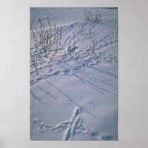 Abstract Bird tracks and feather imprint in the sn