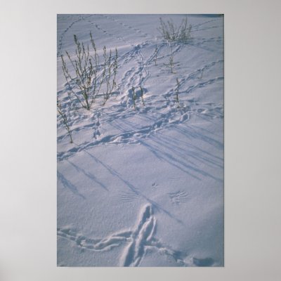 Abstract Bird tracks and feather imprint in the sn by inspirelove
