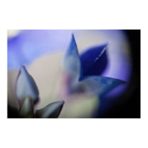 Abstract Bluebonnet posters