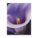 Abstract Calla postcards