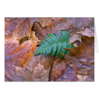 Abstract Christmas fern and autumn leaves Greeting Card