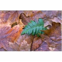 Abstract Christmas fern and autumn leaves Photo Sculpture