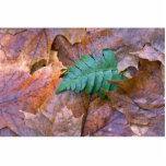 Abstract Christmas fern and autumn leaves Photo Sculpture