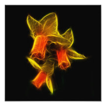Abstract Daffodil Flowers Photo