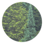 Abstract Detail of spruce and balsam fir forest Sticker