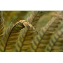 Abstract Fern detail Photo Sculpture