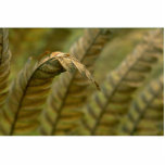 Abstract Fern detail Photo Sculpture