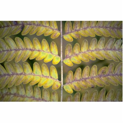 Abstract Fern detail Photo Sculpture by inspirelove