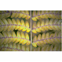 Abstract Fern detail Photo Sculpture