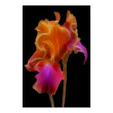 Abstract Flower Poster posters by touchministry Abstract Flower Poster posters