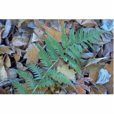 Abstract Frost-covered fern on the forest floor Photo Cutouts by inspirelove