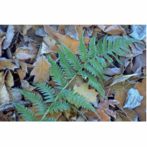 Abstract Frost-covered fern on the forest floor Photo Cutouts