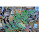 Abstract Frost-covered fern on the forest floor Photo Cutouts