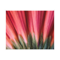 Abstract Macro Red and Pink Gerbera Flower Gallery Wrapped Canvas