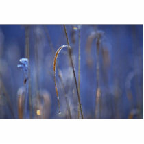 Abstract Marsh at dawn covered with hoar-frost Acrylic Cut Outs