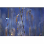 Abstract Marsh at dawn covered with hoar-frost Acrylic Cut Outs