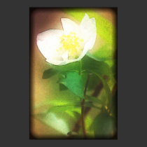 Abstract Mock Orange Blossom Poster posters by dduhaime55 Abstract Mock Orange Blossom Poster posters